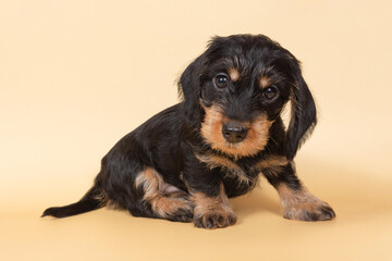small wire-haired dachshund puppy on a light background. Portrait of dog.