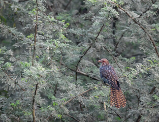 Asian Koel Female  bird in a tree