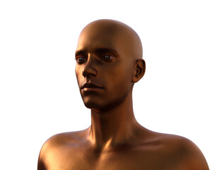 3D model. Male torso of golden color on a white background.