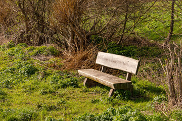 A wooden bench in nature invites you to rest on a walk in nature