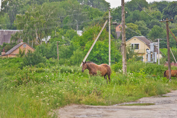 Rural landscape with a grazing bay horse against a backdrop of old houses and trees
