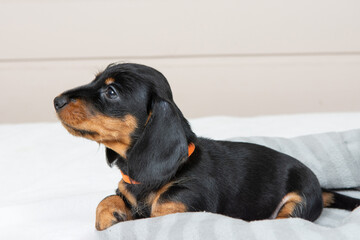 small wire-haired dachshund puppy is lying on the bed. Portrait of dog.