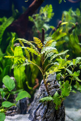 Hygrophila pinnatifida in aquarium