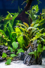 Hygrophila pinnatifida in aquarium