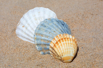 Three shells of different colors are on the sand.