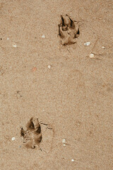 Dog footprints are on the sand. The theme is a walk with a dog along the seashore. A vertical image.