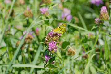 Pale clouded yellow (Colias hyale) Butterfly perched on pink flower in Zurich, Switzerland