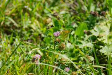 Clouded Yellow (Colias croceus) Butterfly perched on pink flower in Zurich, Switzerland