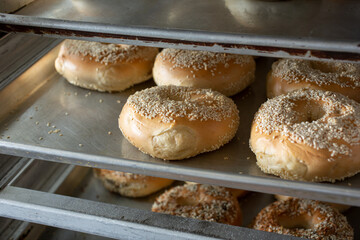 A view of a tray on a rack featuring several sesame seed bagels, seen in a bakery setting.