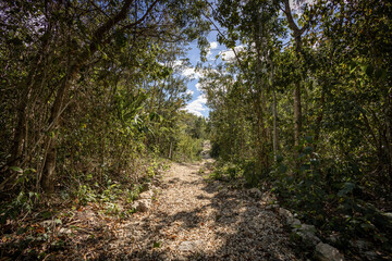 Fototapeta na wymiar Forest trail in the tropical jungle with green vegetation on a sunny and hot afternoon in Yucatan 