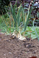 Closeup of a row of onions in Autumn, Derbyshire England
