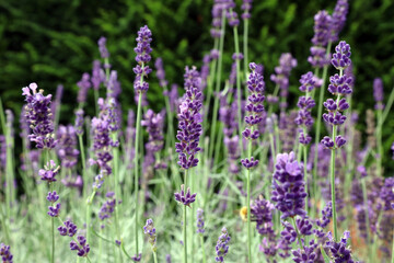 Closeup of English Lavender flowers, Yorkshire England
