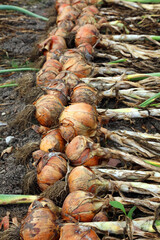 Closeup of harvested onions laid out to dry, Yorkshire England
