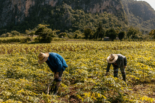 Couple of farmers collecting cassava on agricultural field