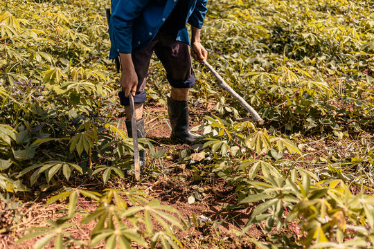 Anonymous man collecting cassava on agricultural field