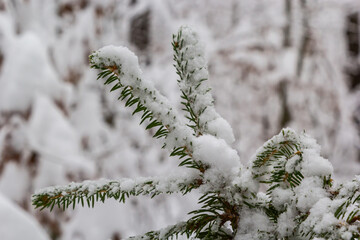 Spruce branch with small green needles under fluffy fresh white snow close-up. blurry winter forest in the background