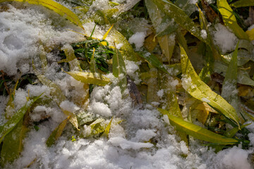 Snow-covered withered leaves on the ground in early winter