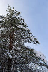 Pine in the snow. Pine branches in the snow. Snow-covered pine branches. Winter in the forest