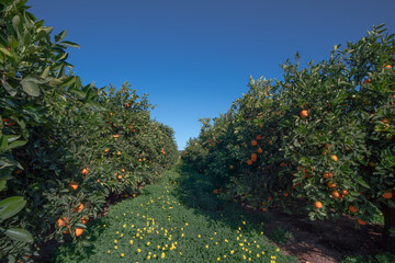 Orange plantation in Valencia Spain
