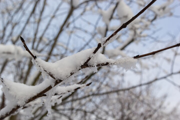 White snow on a bare tree branches on a frosty winter day, close up. Natural background. Selective botanical background. High quality photo