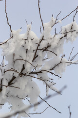 White snow on a bare tree branches on a frosty winter day, close up. Natural background. Selective botanical background. High quality photo