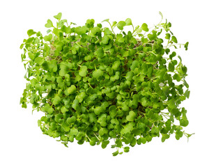 Microgreens, micro greens - bok choy (chinese cabbage) seedlings, sprouted pak choi seeds isolated on white. - obrazy, fototapety, plakaty