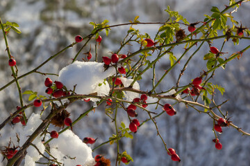 the red berries of a rose-hip in the winter in snow