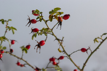 the red berries of a rose-hip in the winter in snow