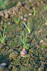 Onions planted. Green onions rise in two weeks.