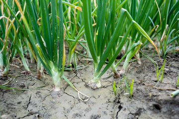 Obraz premium Onions planted. Green onions rise in two weeks.