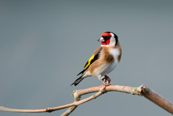 A close up of a single Goldfinch on a branch
