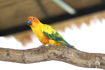 The mini parrot bird on stick tree