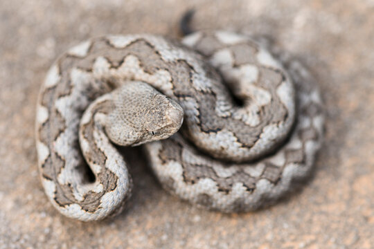 From above of vipera latastei
