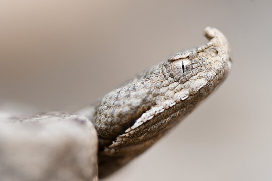 Close-up of snouted viper