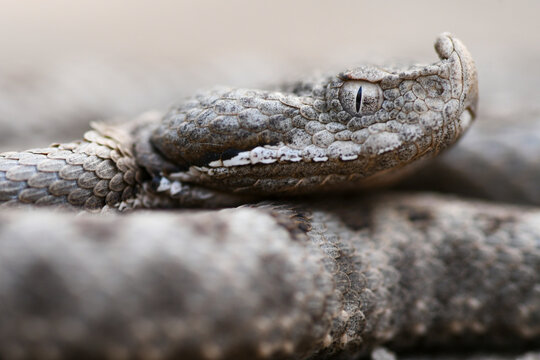 Close-up of snouted viper