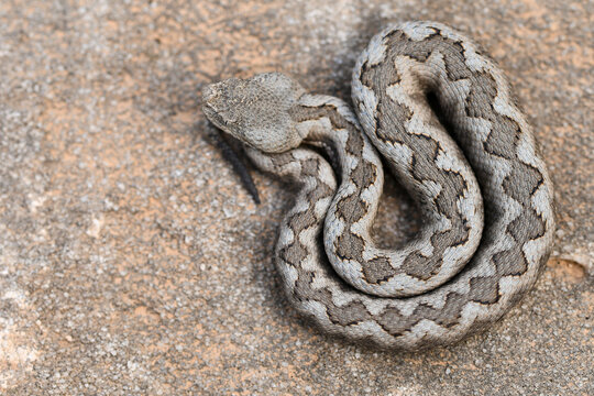From above of snouted viper