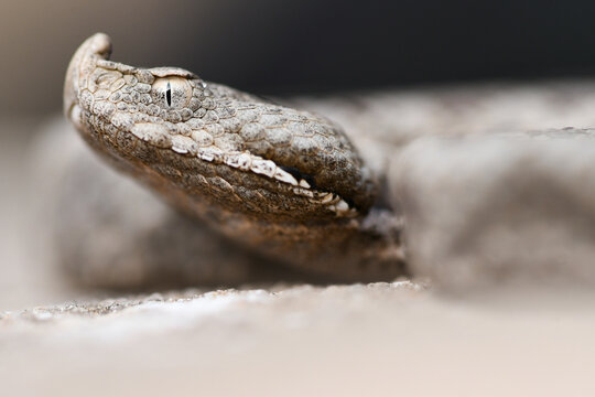 Close-up of snouted viper