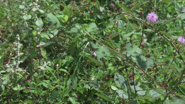 A yellow butterfly fly away from a flower of a Caesarweed plant (Urena Lobata)