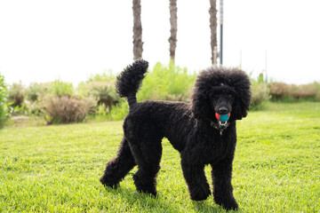 Black standard poodle in the park on green grass with a ball in his mouth.