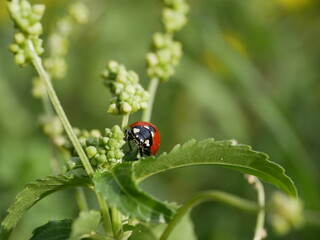 A small red ladybug with black spots crawls on the green grass on a sunny summer day. An insect's journey in a natural environment. A round beetle in a meadow.