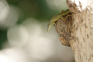 Green Caribbean anole on a tree trunk