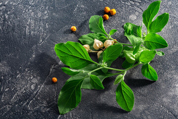 Aswagandha leaves and fruits over dark background, top view. Withania somnifera plant