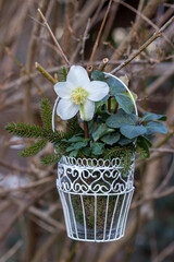 Christrose in vintage Vase hängend am Baumzweig