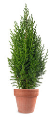 Chinese juniper plant in vase