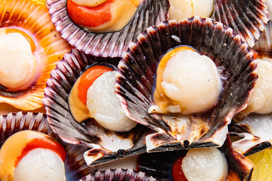 sea scallops in shell fresh seafood fast food healthy meal food snack on the table copy space food background rustic top view pescatarian diet