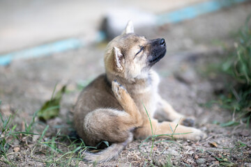 Brown puppy scratching his ears with his feet on floor