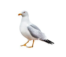 Naklejka premium Sea gull close-up isolated on a white background