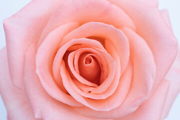 close up pink rose flower soft focus and copy space.