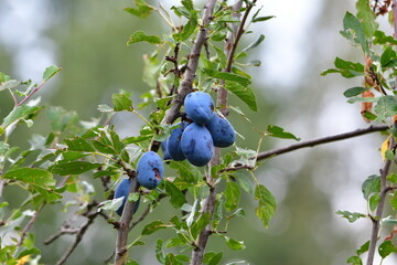 Obraz premium blueberries on a branch