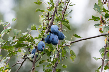 blueberries on a branch